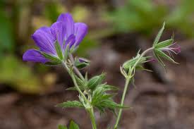 Attēlu rezultāti vaicājumam “Geranium sylvaticum flower”
