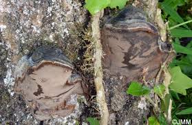 Attēlu rezultāti vaicājumam “Phellinus populicola”