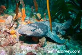 Image result for Cephaloscyllium laticeps