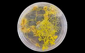 Attēlu rezultāti vaicājumam “Physarum sulphureum”