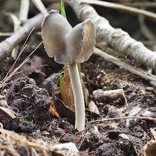 Attēlu rezultāti vaicājumam “Helvella”