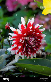 Image result for Dahlia hybrid.