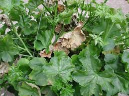 Attēlu rezultāti vaicājumam “Geranium bohemicum leaf”