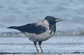 Attēlu rezultāti vaicājumam “Corvus cornix adult”
