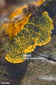 Attēlu rezultāti vaicājumam “Diderma umbilicatum plasmodium”