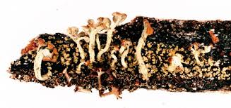 Attēlu rezultāti vaicājumam “Cladonia botrytes”