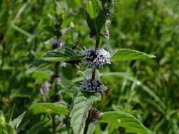 Attēlu rezultāti vaicājumam “Mentha arvensis leaf”