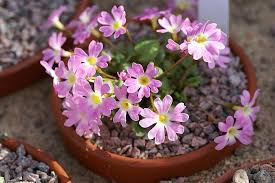 Attēlu rezultāti vaicājumam “Primula farinosa fruit”