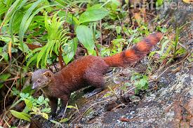 Attēlu rezultāti vaicājumam “Nardia geoscyphus”