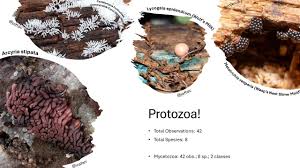 Attēlu rezultāti vaicājumam “Arcyria globosa young”