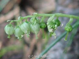 Attēlu rezultāti vaicājumam “Orthilia secunda flower”