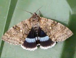 Attēlu rezultāti vaicājumam “Catocala fraxini”