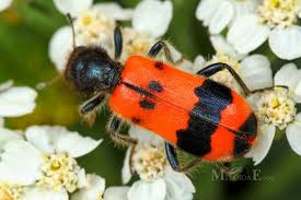 Attēlu rezultāti vaicājumam “Trichodes apiarius”