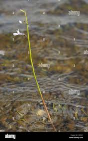 Attēlu rezultāti vaicājumam “Lobelia dortmanna”