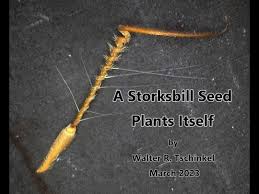 Attēlu rezultāti vaicājumam “Erodium cicutarium fruit”