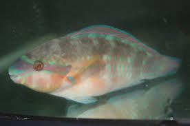 Image result for Scarus taeniopterus