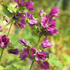 Image result for Malve