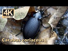 Attēlu rezultāti vaicājumam “Carabus coriaceus”