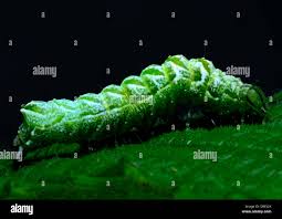 Attēlu rezultāti vaicājumam “Anarta myrtilli larva”