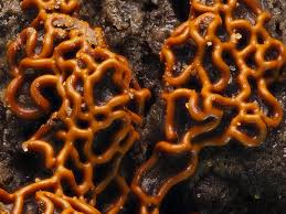 Attēlu rezultāti vaicājumam “Hemitrichia serpula macro”