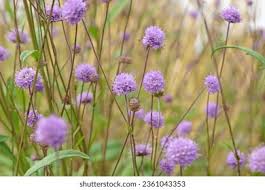 Attēlu rezultāti vaicājumam “Succisa pratensis bud”