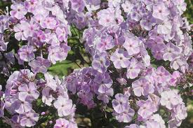 Image result for Phlox (großblumig)