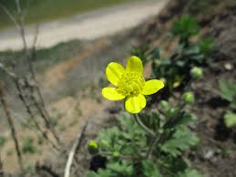 Attēlu rezultāti vaicājumam “Ranunculus mendax flower”