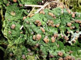 Attēlu rezultāti vaicājumam “Biatora sphaeroides”