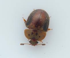 Attēlu rezultāti vaicājumam “Cychramus variegatus”