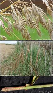 Attēlu rezultāti vaicājumam “Bromus secalinus”