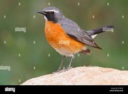 Image result for Irania gutturalis