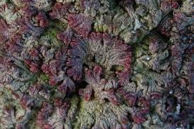 Attēlu rezultāti vaicājumam “Riccia cavernosa”