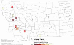 Attēlu rezultāti vaicājumam “Polytrichastrum longisetum”