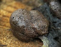 Attēlu rezultāti vaicājumam “Amaurochaete sp.”