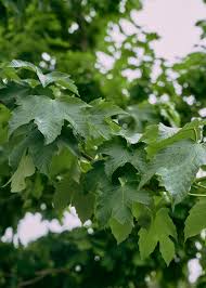 Attēlu rezultāti vaicājumam “Acer pseudoplatanus leaf”