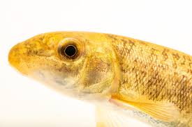 Image result for Catostomus commersonii