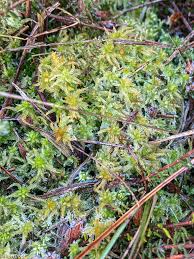 Attēlu rezultāti vaicājumam “Sphagnum tenellum”