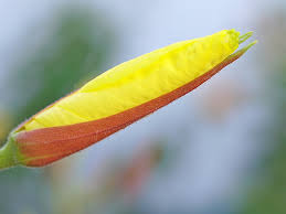 Attēlu rezultāti vaicājumam “Oenothera biennis bud”