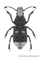 Attēlu rezultāti vaicājumam “Platystomos albinus”