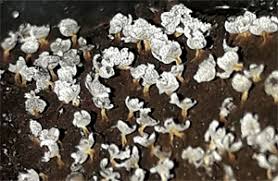 Attēlu rezultāti vaicājumam “Lycogala ustulatum sessile”