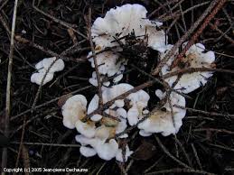 Attēlu rezultāti vaicājumam “Sistotrema confluens”