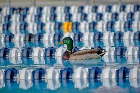 Image result for Sawston Piranhas Octopush Club