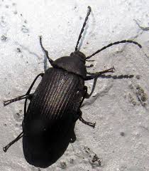 Attēlu rezultāti vaicājumam “Tenebrionidae”