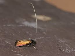 Attēlu rezultāti vaicājumam “Adela cuprella”