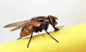 Attēlu rezultāti vaicājumam “Muscidae”