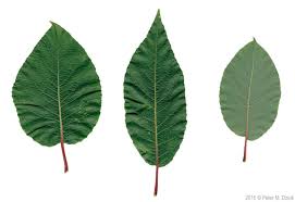 Attēlu rezultāti vaicājumam “Salix myrsinifolia leaf”