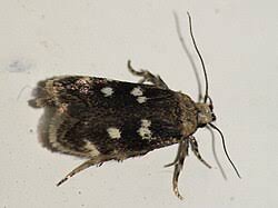 Attēlu rezultāti vaicājumam “Gelechia rhombella”