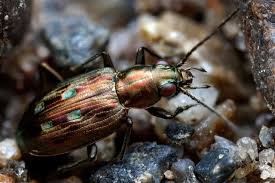 Attēlu rezultāti vaicājumam “Bembidion sp.”
