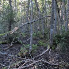 Attēlu rezultāti vaicājumam “Cribraria intricata”