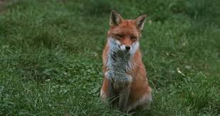 Attēlu rezultāti vaicājumam “Vulpes vulpes  adult”